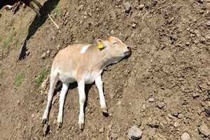 Kayseri`de 6 Mahallede Şap Karantinası Başlatıldı