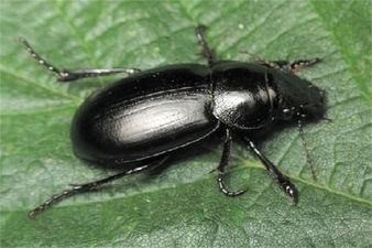 Ekin Kambur Böceği İle Mücadele!