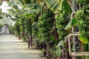 Antalya`da Çıkan Hortumda Muz Seraları Zarar Gördü