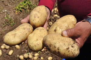 TİGEM Tohumluk Patates Üretimi İçin Arazi Kiraya Verecek