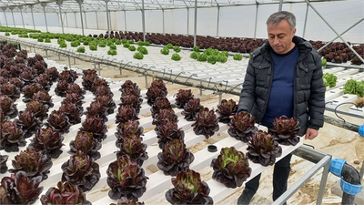 Beypazarı`nda Topraksız Serada Marul Yetiştiriliyor