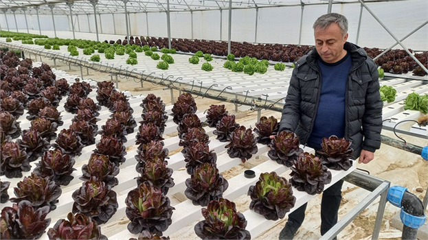 Beypazarı`nda Topraksız Serada Marul Yetiştiriliyor