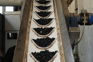 Gemlik Zeytininin `Yağhane` Yolculuğu Başladı