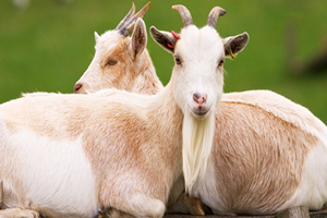 7 Yerli Keçi Irkı Koruma Altına Alındı