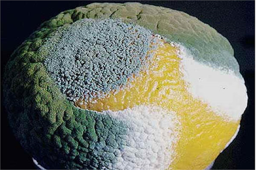 TURUNÇGİL DEPO ÇÜRÜKLÜKLERİ