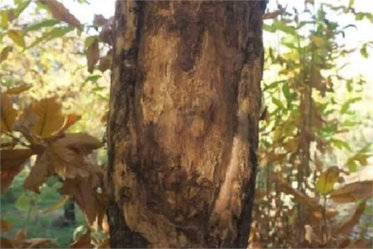 Kestane Kanseriyle Mücadele!