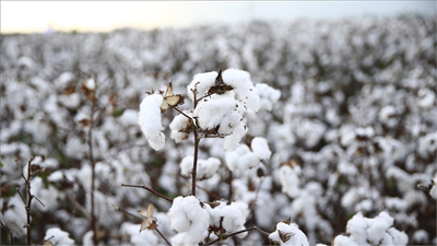ANTBİRLİK, Kütlü Pamuğun Kilosunu 20 Liradan Alacak