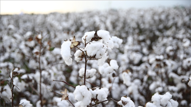ANTBİRLİK, Kütlü Pamuğun Kilosunu 20 Liradan Alacak