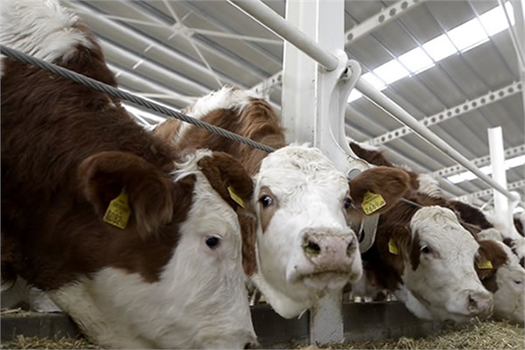 DÜVE ALIM DESTEĞİ BAŞVURULARI İÇİN SON BİR HAFTA