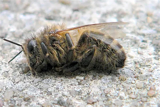 Varroa Hastalığı İle Mücadele!