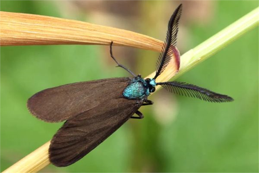 Bağ Göz Kurdu İle Mücadele!