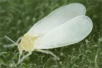 Sebzelerde Beyaz Sinek Mücadelesi!