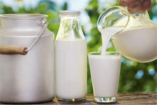 ÇİĞ SÜT DESTEĞİ ÖDEMELERİNE İLİŞKİN ESASLAR BELLİ OLDU