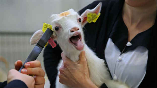 DEPREM BÖLGESİNDEKİ VETERİNER HEKİM MUAYENEHANELERİNE KOLAYLIK