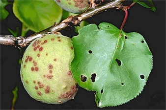 ÇİL HASTALIĞINA DİKKAT!