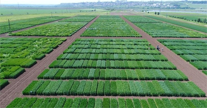 42 YENİ ÇEŞİT TÜRK TARIMINA KAZANDIRILDI