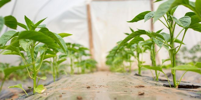 Tokat`ta Tarımın Kaderini Belirleyen Hastalık