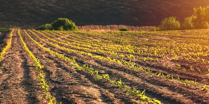 Gübre Fiyatları Uçarken, Kim Kazanıyor?