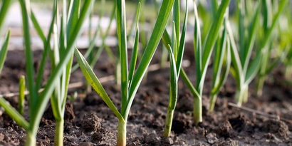 Kastamonu Çiftçileri İçin Kötü Haber