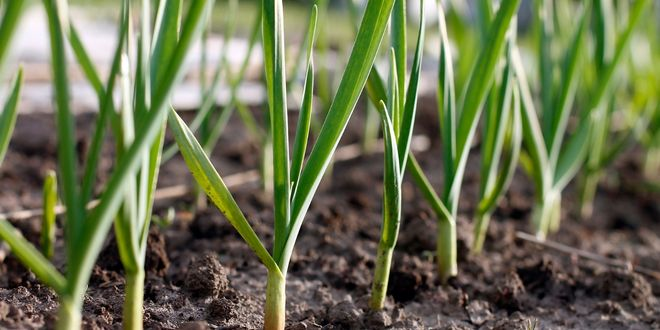 Kastamonu Çiftçileri İçin Kötü Haber