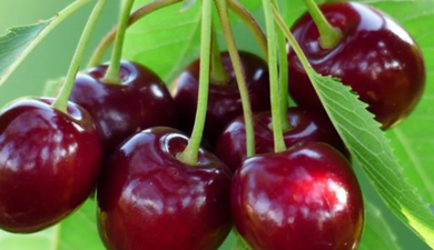 Selendi`de Sezonun İlk Kiraz Pazarı Kuruldu