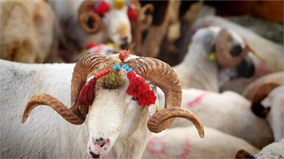 ET VE SÜT KURUMU TARAFINDAN SATIN ALINACAK!