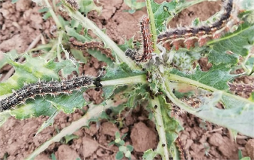 PAMUKTA DİKENLİ KURT İLE MÜCADELE!