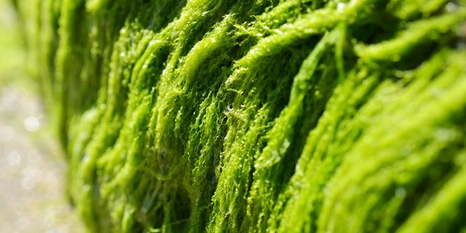 Deniz Yosunları ve Mikroalgler Yeniden Sahneye Çıkıyor!