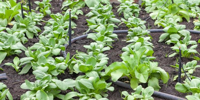 Bitki Sağlığı ve Verimlilikte Sınırları Zorlayan Croptix Teknolojisi