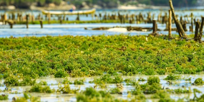 Deniz Yosunlarından Elde Edilen Biyokömür İle Tarımın Geleceği İyileşiyor!