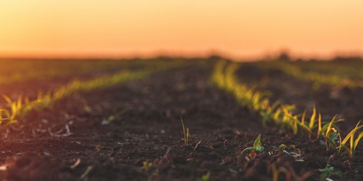 Otonom Çiftlik Robotu Tom, Herbist Kullanımını Optimizasyonla Birleştirerek Çiftçilere İnovatif Çözümler Sunuyor