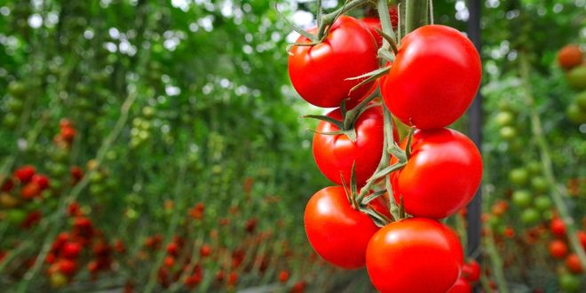 Domates Mutasyonuyla Sürdürülebilirlik Yolunda Önemli Bir Adım
