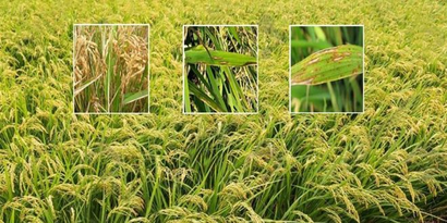 Çeltik Yanıklığı İle Mücadele!