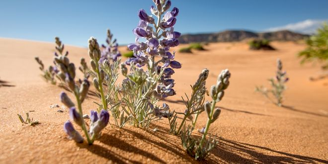 Çöl Mikropları, Kuraklığa Tolerans Gösteriyor