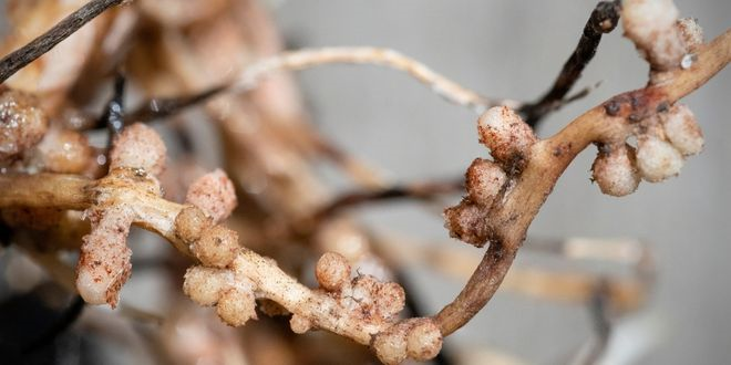 Araştırmacılar, Azot Fiksasyonunu Destekleyen Genlerin İfadesini Düzenleyerek Artan Ürün Büyümesini Desteklemeyi Amaçlayan Yeni Bir Yöntemi İnceledi