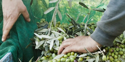 İşaretler Türkiye`de Hasatın Zayıf Olduğunu Gösteriyor