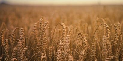 Rusya-Ukrayna Tahıl Anlaşmasından Neden Çekildi? Küresel Gıda Sistemi İçin Ne Anlama Geliyor?