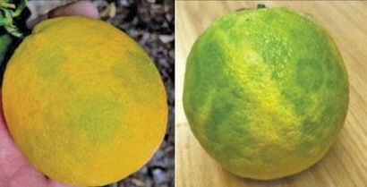 Turunçgillerde Taşlaşma İle Mücadele!