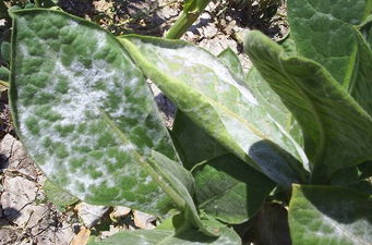 Tütün Küllemesi ile Mücadele!