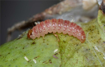 Pembekurt İle Mücadele!