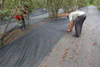 Fındık Toplamaya İnovatif Yöntem: Fındığı Balık Gibi Avlıyor