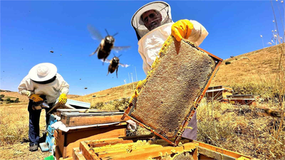 Sıcaklık ve İklim Değişikliği Bal Rekoltesini Düşürdü