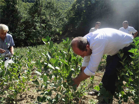 Süper Meyvede İlk Hasat