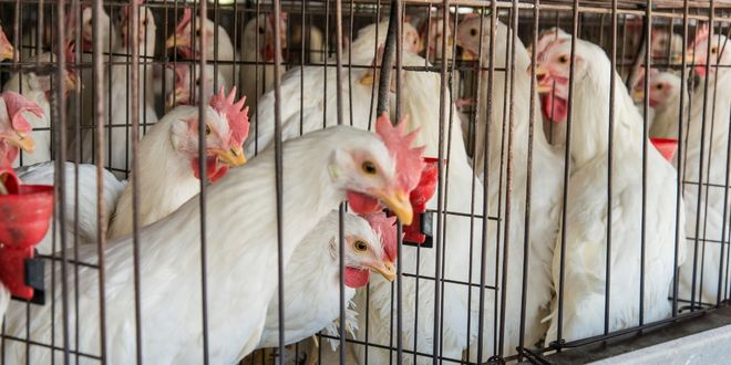 Tedavi, Antibiyotiklere Dirençli E. Coli ile Mücadelenin Yolunu Açıyor