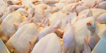 Tavuk Eti Üretimi Haziran`da Yüzde 19,7 Azaldı