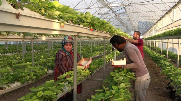 Memleketinde Sera Kurdu: Ektiği Topraksız Çilek ile Yüksek Rekolte Yakaladı