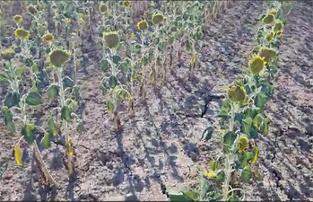 Trakya`da Ayçiçeği Bücür Kaldı, Zarar Büyük