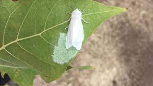 Amerikan Beyaz Kelebeği İle Mücadele!