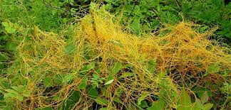 Küsküt Otu İle Mücadele!