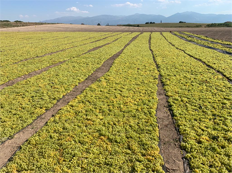 Üzümde Zor Bir Sezon Yaşanıyor